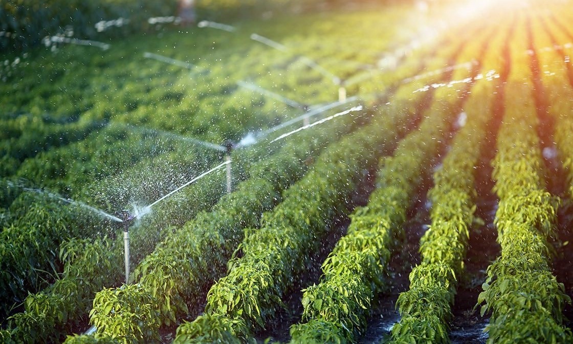 Việt Nam lập kỷ lục, xuất khẩu sầu riêng hướng tới cột mốc mới năm 2023